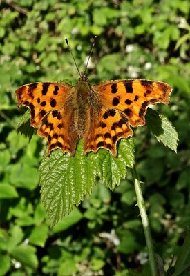 Comma5 270619.JPG