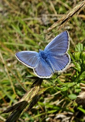 a few Common Blues here and there