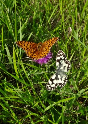 about to be &quot;bounced&quot; by the incoming Marbled White