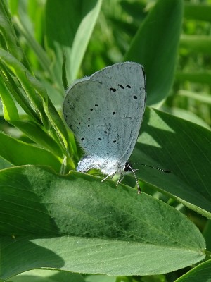 egg-laying female