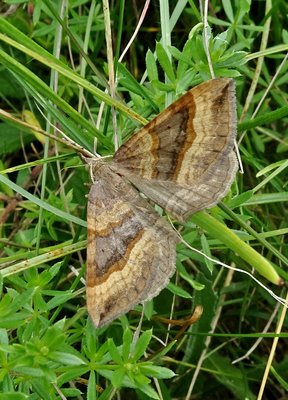 moth 150719.JPG