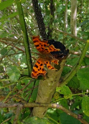 Comma5 240724.JPG