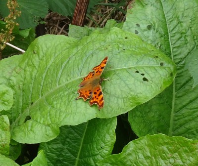 Comma1 020924.JPG