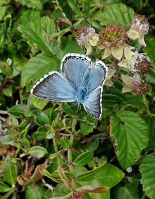 most of the Chalkhills seen were fresh males