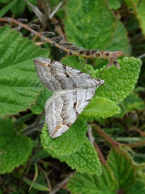 moth1 260522.JPG