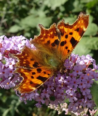 Comma6 160924.JPG