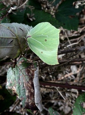 Brimstone2 090322.JPG