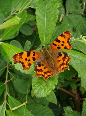 Comma1 090621.JPG