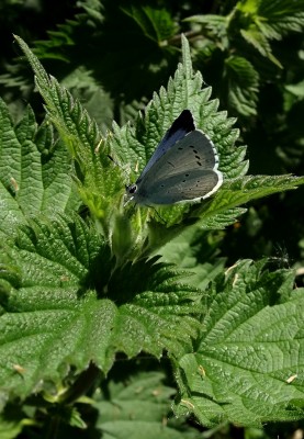 this female was taking a lot of interest in this nettle top