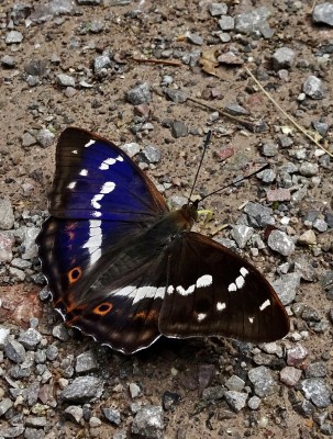 20th: noticeably prominent orange hindwing markings
