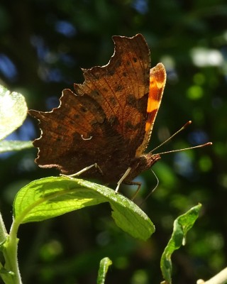 Comma3a 290824.JPG