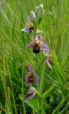 bee orchid2.JPG