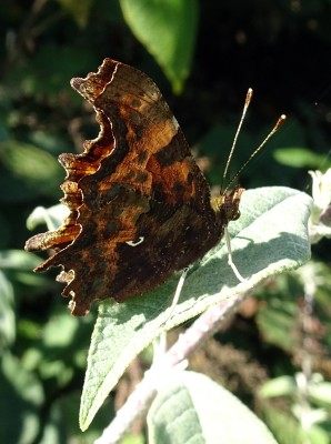 Comma9 160924.JPG