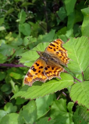 Comma4 240724.JPG