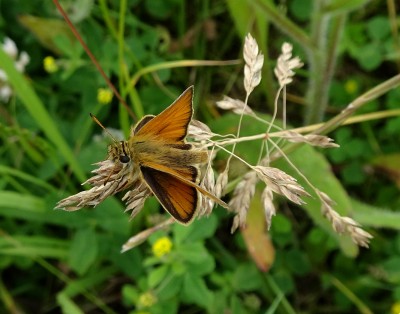 male Essex Skipper 24th June