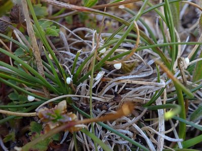 SSS eggs 050818.JPG