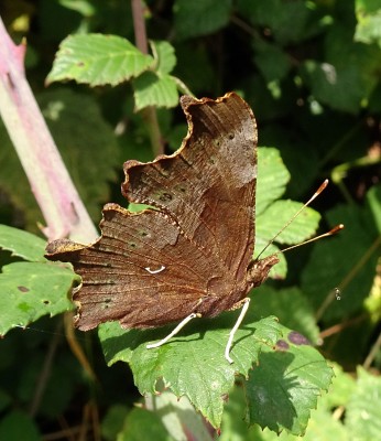 Comma1 260824.JPG