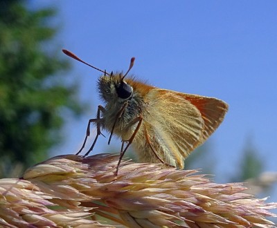 ...but this Small Skipper took no notice