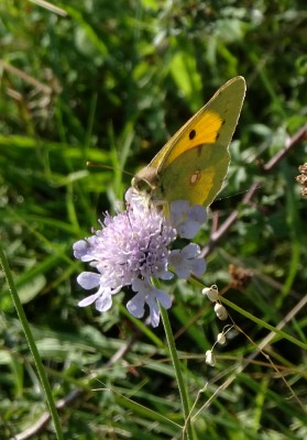 moving rapidly around between scabious flowers