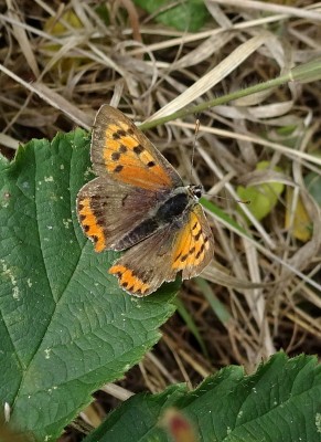 A rather worn Small Copper