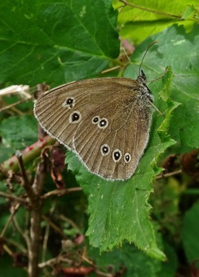 A leftover Ringlet with slightly &quot;teardrop&quot; markings