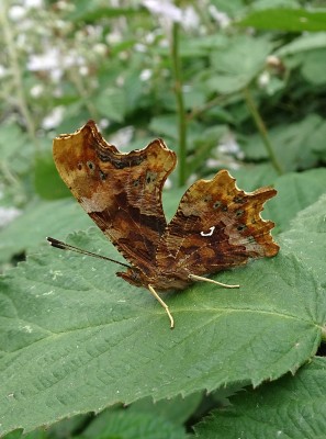 much paler and more varied underside than the autumn brood