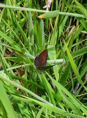 maybe a hint of colour on this male's hindwing...