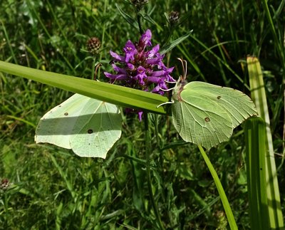 Brimstones 160718.JPG