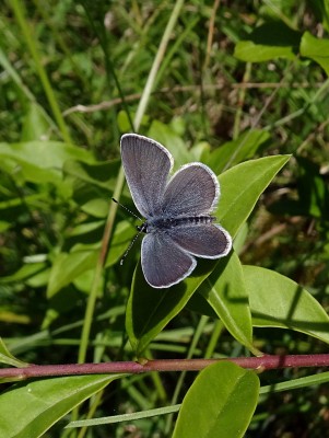 male