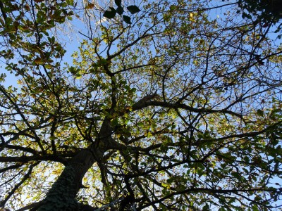 tree 201222.JPG