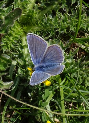 male Common Blue