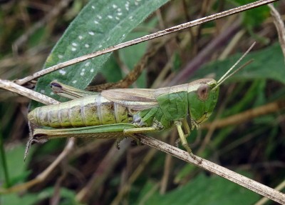 grasshopper.JPG