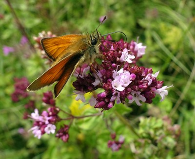 the only skipper seen today