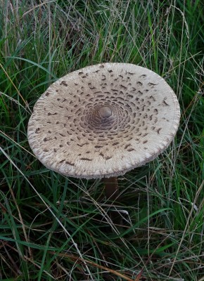 mushroom 111020.JPG