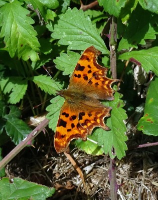 Comma1 230724.JPG