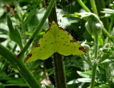 Brimstone moth 260520.JPG