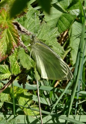 a Large White briefly caught between soaring around the trees