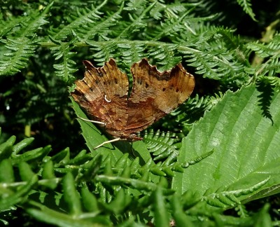 Comma2 260720.JPG