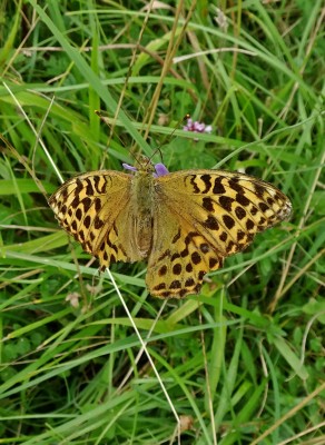 one of two ragged females spotted