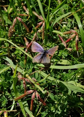 what looks to me to be an elderly male Silver-studded Blue - they do occur here