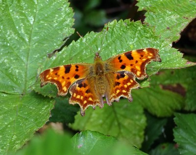 Comma1 010924.JPG