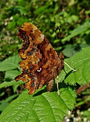 Comma3 270619.JPG