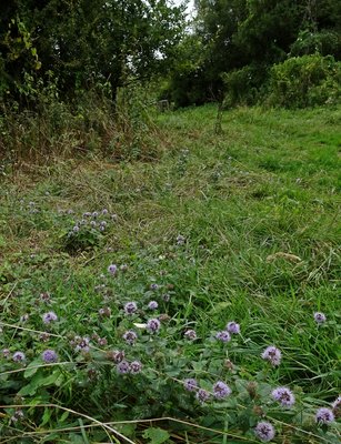 the butterfly is visible in the foreground