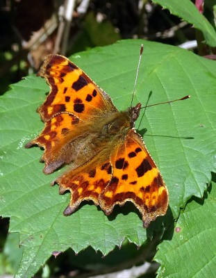 Comma14 110924.JPG