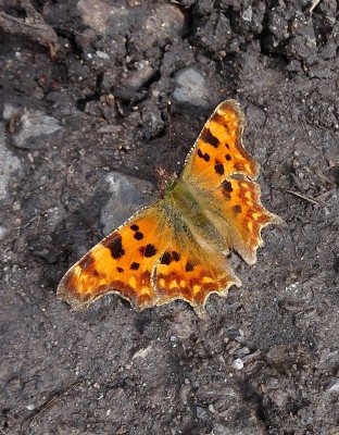 Comma2 170322.JPG