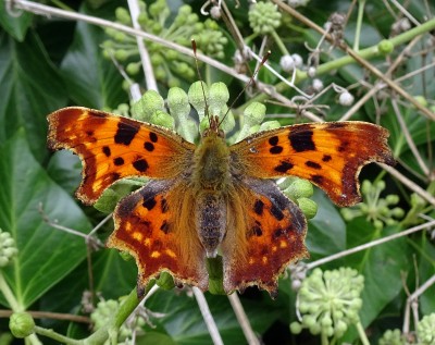 Comma1 040924.JPG