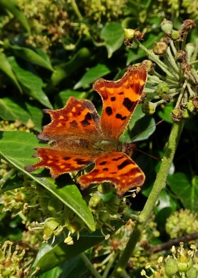 Comma1 161021.JPG