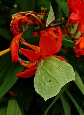 Brimstones seem unable to resist these crocosmia flowers