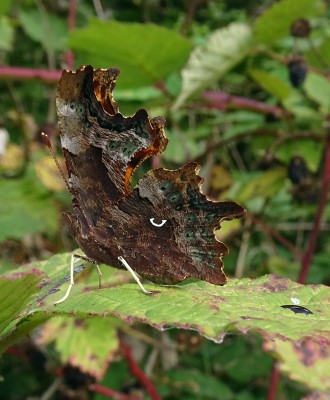 Comma3 040924.JPG