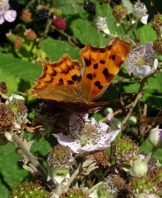 Comma7 210724.JPG